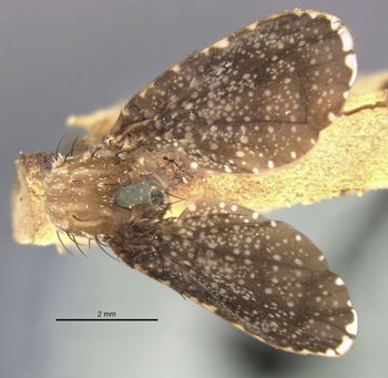 Media type: image;   Entomology 13302 Aspect: habitus dorsal view